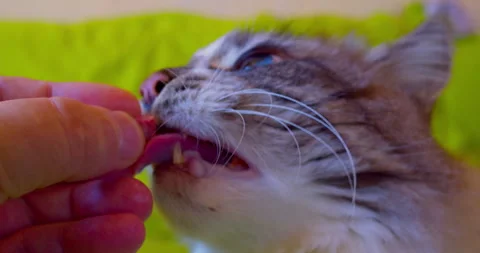A beautiful adult cat eats a small piece of food from its owners hand. Caring Stock Footage 318467984