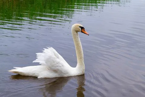Beautiful adult white swan swims in the water, in Lake Usmas. Stock Photos