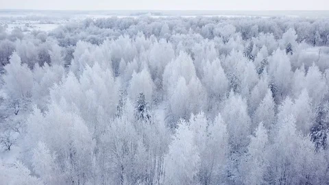Beautiful aerial landscape of white trees during the winter frost. Snow-white Stock Footage 122803113