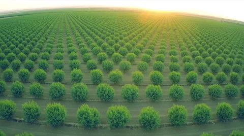 A beautiful aerial over a huge almond orchard in California at sunset. Stock Footage