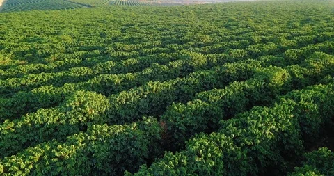 Beautiful aerial panoramic view of a large coffee plantation in Sao Paulo 스톡 동영상 113578631