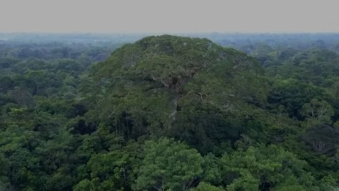 Beautiful aerial shot of huge tree in the middle of the amazon rainforest. Stock Footage