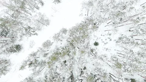Beautiful aerial top-down view of snow covered pine forest, Vilnius, Lithuania 스톡 동영상 251102847