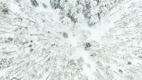 Beautiful aerial top-down view of snow covered pine forest. Stock-Footage 251830445