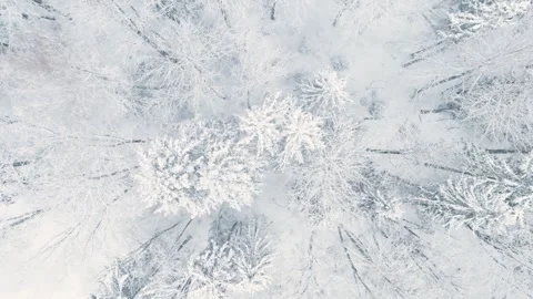 Beautiful aerial top-down view of snow covered pine forests Stockbeeldmateriaal 254568399