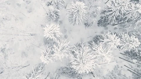 Beautiful aerial top-down view of snow covered pine forests Vidéo 256029142