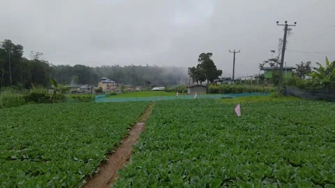 Beautiful Aerial view of Cabbage and vegetables growing in Nuwara Eliya Stock Footage 260396850