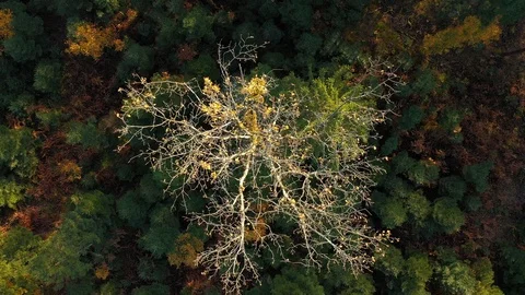 Beautiful aerial view of fall trees in magic forest landscape Vídeo Stock 119989669