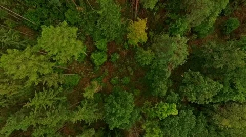 Beautiful aerial view over the tops of pine forest Stock Footage 68669331
