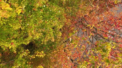 Beautiful Aerial view of Tree during the Fall Vidéo 145883836