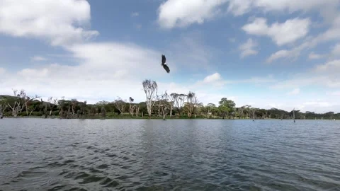 Beautiful African Fish-Eagle catching a fish Stock Footage 250418007