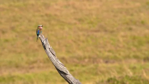 Beautiful African Roller Bird Standing Alone on a Dead Tree in the Open Stock Footage 343803710