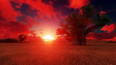 Beautiful African Tree at Sunset Video stock 83164440