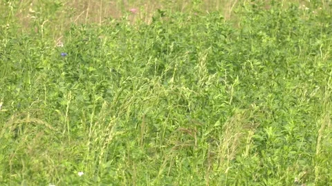 Beautiful alfalfa field Stock Footage 321829829