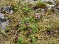 Beautiful alm and alp flowers at Berner Oberland Switzerland stock photography Photo