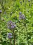 Beautiful alm and alp flowers at Berner Oberland Switzerland stock photography Photo