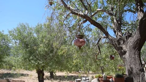 Beautiful almond trees and authentic candle holder on tree on a sunny day Stock Footage 77839729