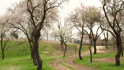 Beautiful almond trees blooming in an empty park 스톡 동영상 330074000