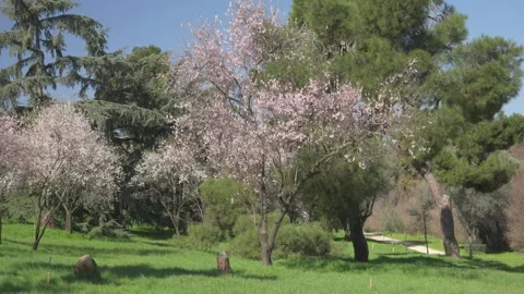 Beautiful almond trees blooming with pink flowers in spring park Stock-Footage 329920341