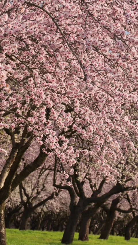 Beautiful almond trees in full bloom during springtime in a picturesque orc.. Stock Footage 339758521