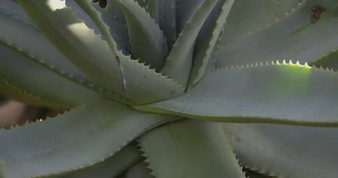 Beautiful aloe close up, camera movement, 4K slomo Stock Footage 249738487