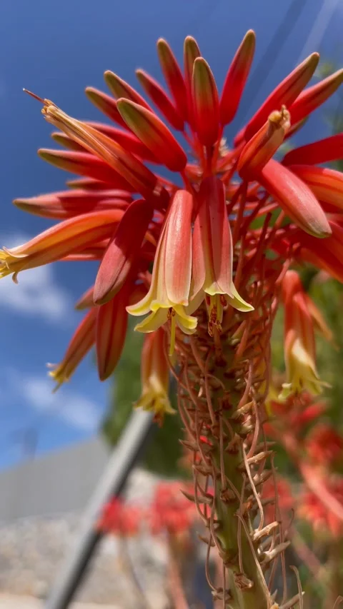 Beautiful Aloe Flowers Stock Footage 312902509