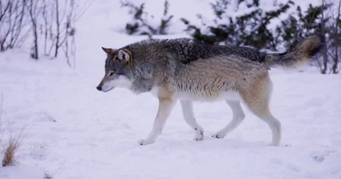 Beautiful alpha wolf patrolling pack territory alone Stockbeeldmateriaal 72540425