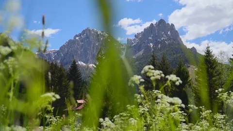 Beautiful Alpine Meadow Stock Footage 111518095