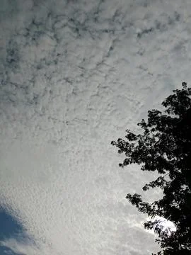 Beautiful Altocumulus Clouds in the Sky with Tree Silhouette Stock Photos