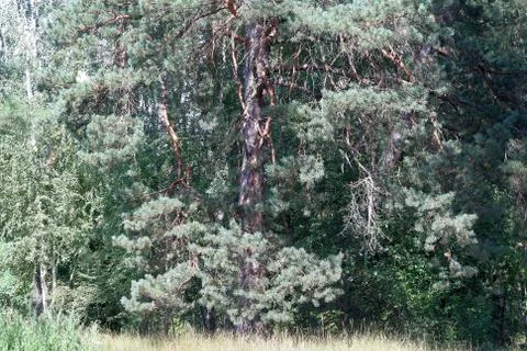Beautiful ancient pine. Stock Photos