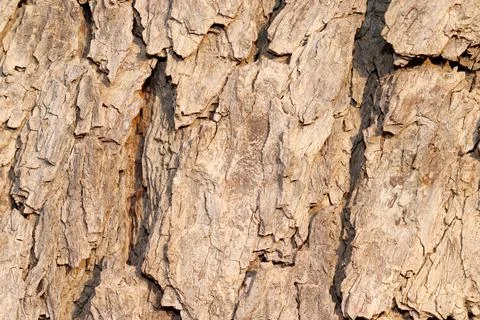 Beautiful and attractive texture pattern of neem tree bark useful for backgro Stock Photos