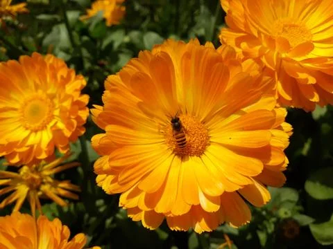 Beautiful and attractive yellow flower with bee  Stock Photos
