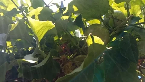 A beautiful and calming passion fruit garden. Video stock 337378965