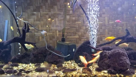 Beautiful and calming view of small and various fishes in the aquarium. Stock Footage 287416950