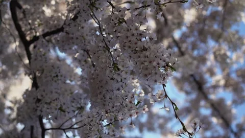 Beautiful and Captivating Blooming Cherry Blossoms in Joyful Springtime Season Vídeo Stock 291637626