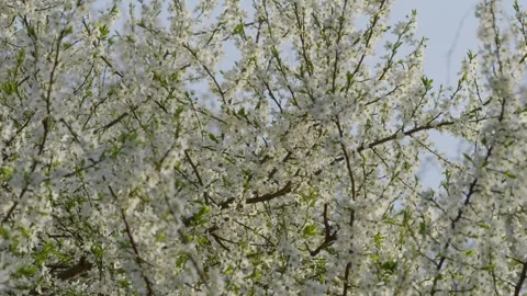 The Beautiful and Charming Blooming Cherry Blossoms in the Delightful Season of Stock Footage 313286606
