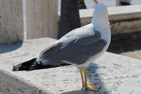 A beautiful and clean seagull is white and gray color Gray white seagull stan Stock Photos