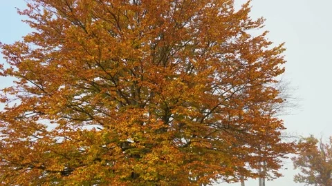 Beautiful and colorful beech tree on Bohinj lake shore Stock Footage 169745394