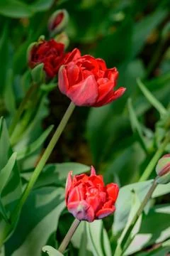 Beautiful and colorful bright red tulips on dark-green background. Stock Photos