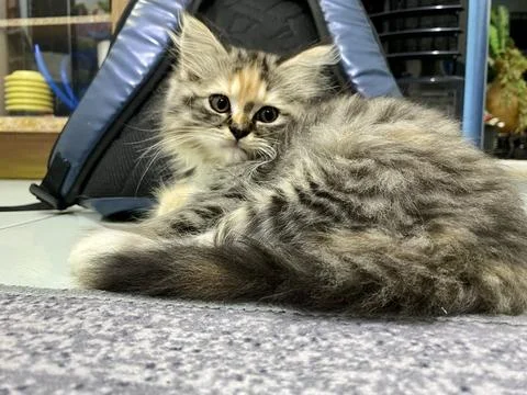 Beautiful and cute kitten Stock Photos