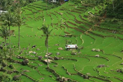 Beautiful and dramatic rice fields terraced Stock Photos