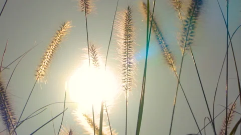 Beautiful and dramatic sunset view with gracefully moving Pennisetum alopecur Vídeos de archivo 157690658