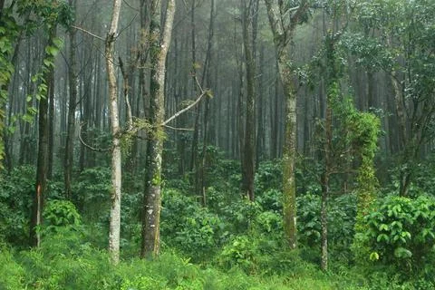 Beautiful and dramatic tropical forest area for memorable and romantic Stock Photos