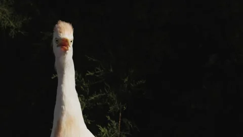 A Beautiful and Elegant Bird Featuring a Unique Crest in Its Natural Habitat and Stock Footage 285436642