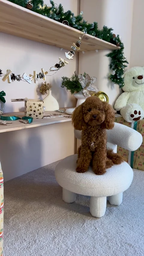 Beautiful and festive design with gift wrapping, next to a poodle. Stock Footage 293301360