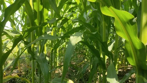 Beautiful and fresh corn stalks Stock Footage 209802924