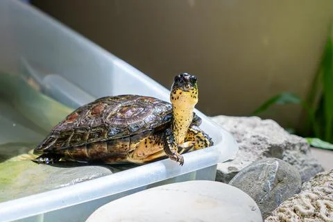 Beautiful and friendly Turtle - tortoise in a garden Stock Photos