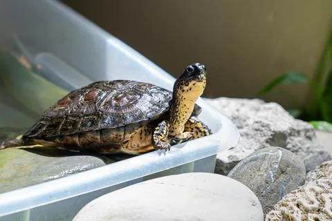 Beautiful and friendly Turtle - tortoise in a garden Stock Photos
