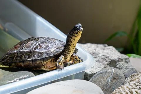 Beautiful and friendly Turtle - tortoise in a garden Stock Photos