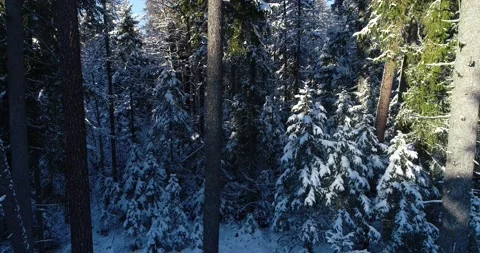 A beautiful and magical snowy old-growth forest in Estonia Stock Footage
